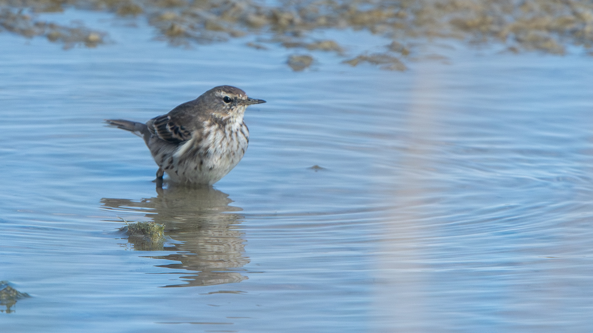 Water Pipit